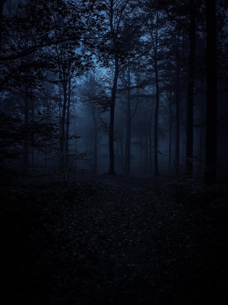 Mysterious Forest